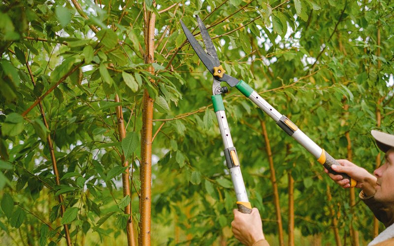 Tree trimming in Steward, IL