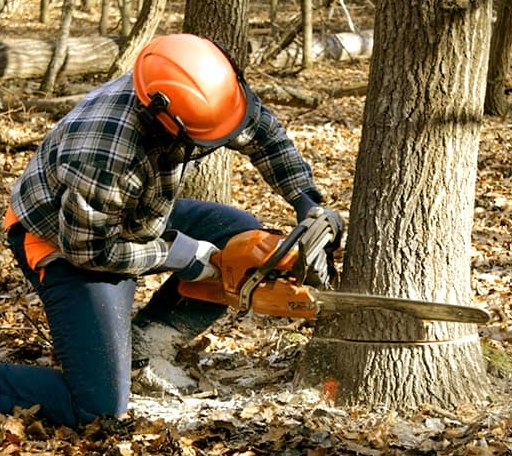 Tree Removal in Steward, IL